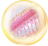 Sợi Collagen
